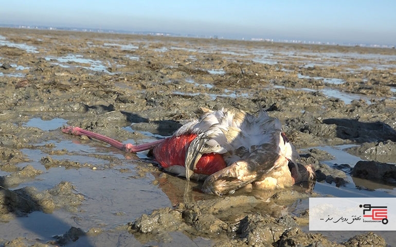 مرگ ۸ هزار قطعه پرنده مهاجر در میانکاله مازندران
